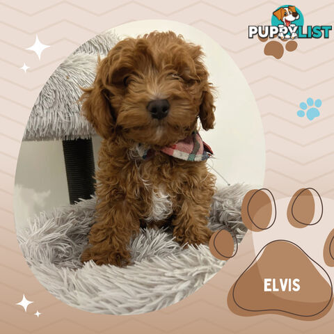 Last Boy Left! F1b Toy Cavoodle Pups DNA Tested BH Guarantee. Brighton East. Vic 3187