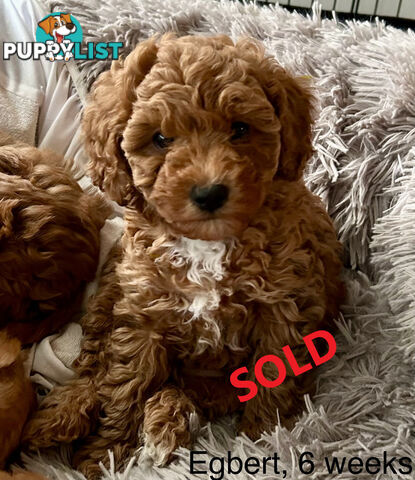 Last Boy Left! F1b Toy Cavoodle Pups DNA Tested BH Guarantee. Brighton East. Vic 3187