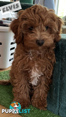 Last Boy Left! F1b Toy Cavoodle Pups DNA Tested BH Guarantee. Brighton East. Vic 3187