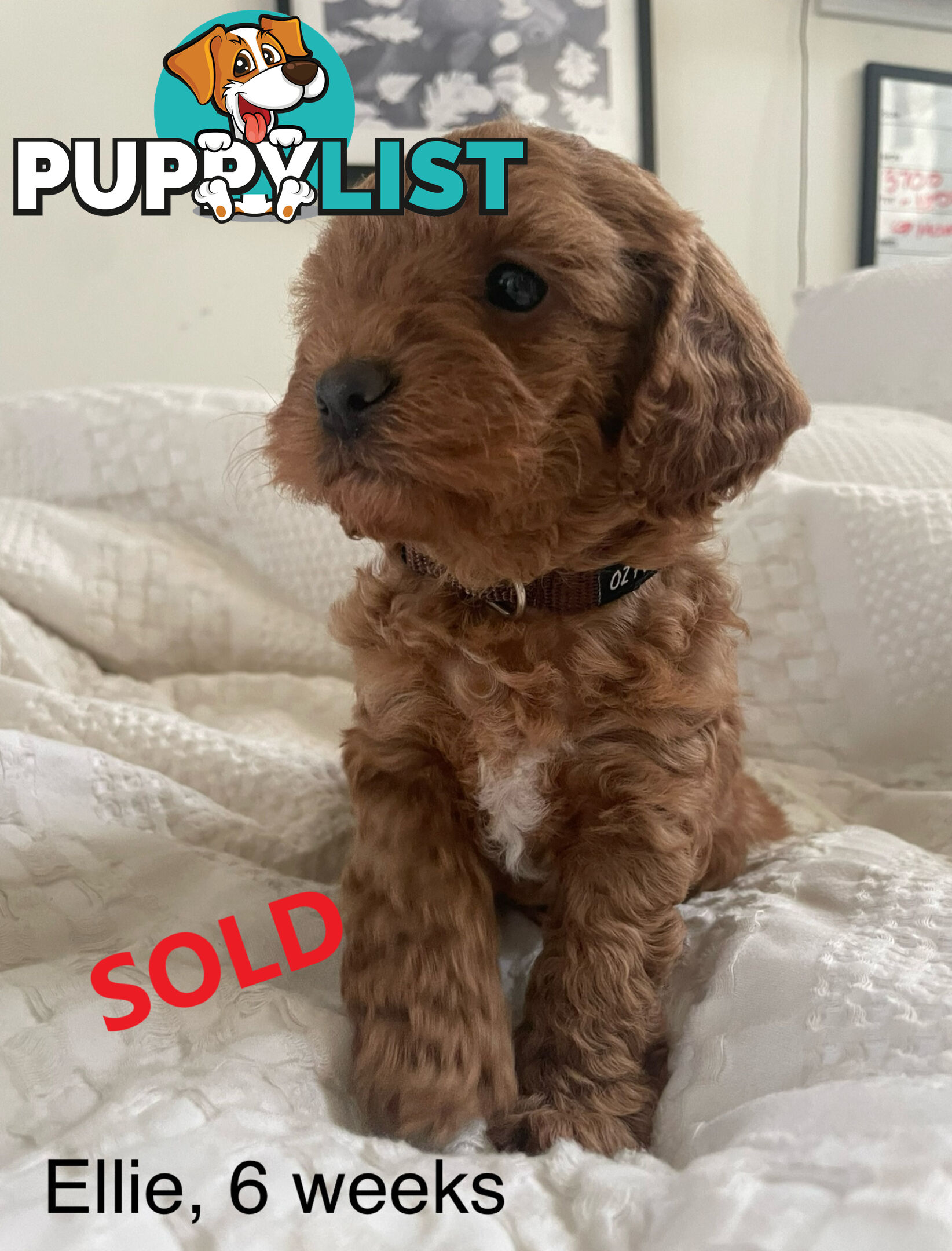 Last Boy Left! F1b Toy Cavoodle Pups DNA Tested BH Guarantee. Brighton East. Vic 3187