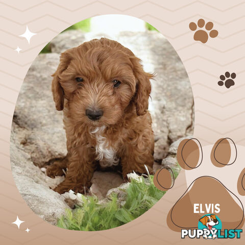 Last Boy Left! F1b Toy Cavoodle Pups DNA Tested BH Guarantee. Brighton East. Vic 3187