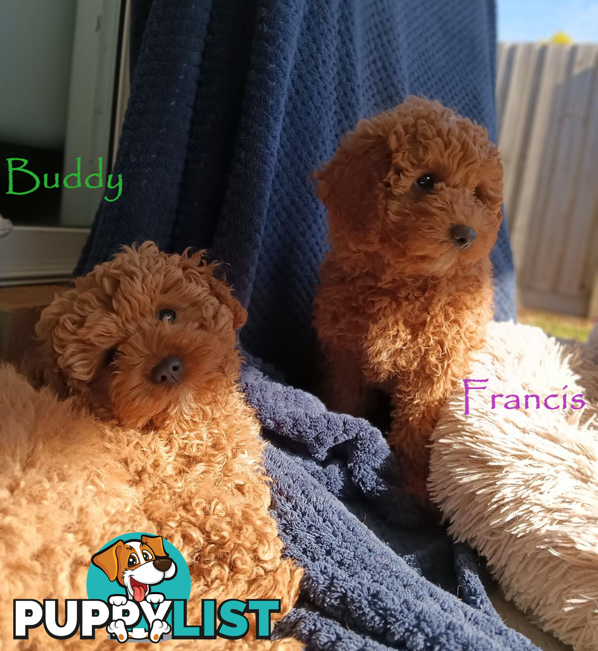 Last Girl Left!! Clear DNA 2nd Gen Toy Cavoodle Pup, Croydon  VIC 3136