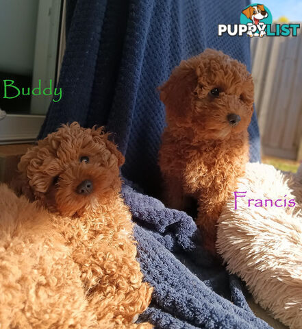 Last Girl Left!! Clear DNA 2nd Gen Toy Cavoodle Pup, Croydon  VIC 3136