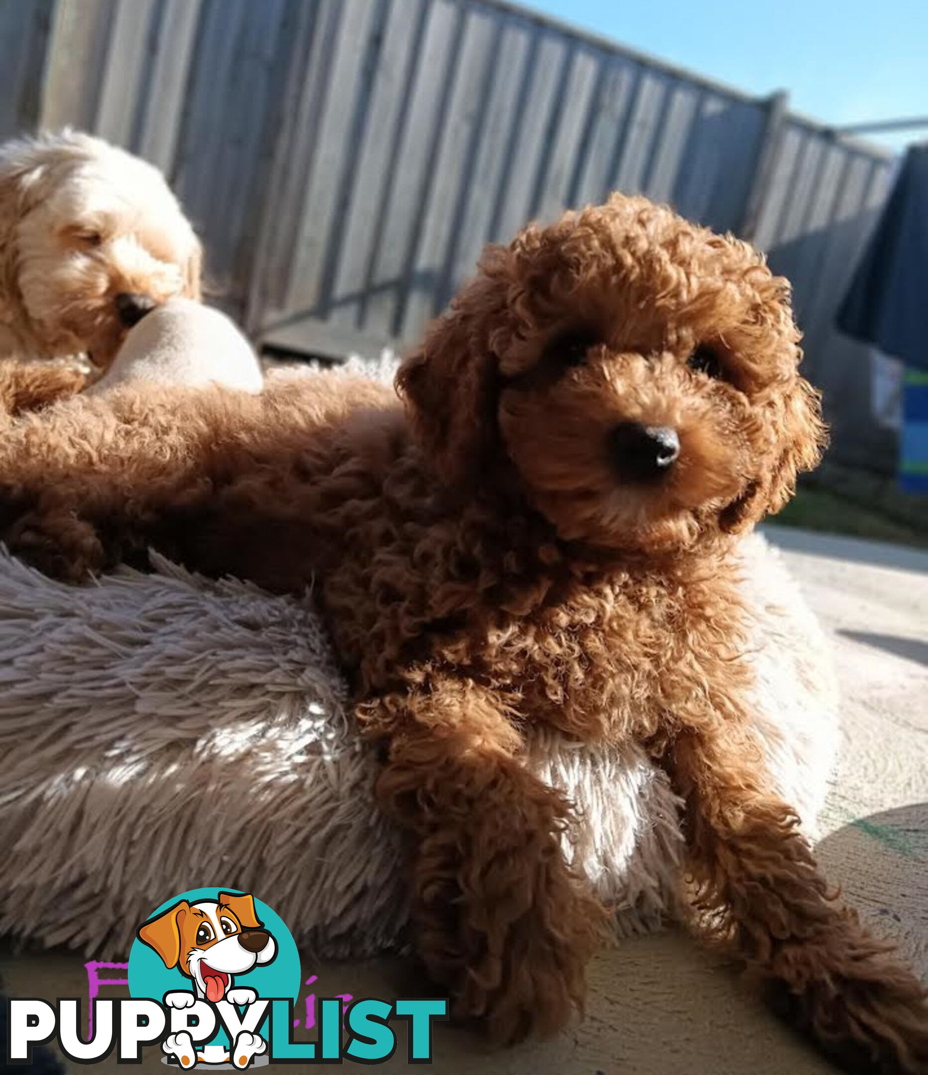 Last Girl Left!! Clear DNA 2nd Gen Toy Cavoodle Pup, Croydon  VIC 3136