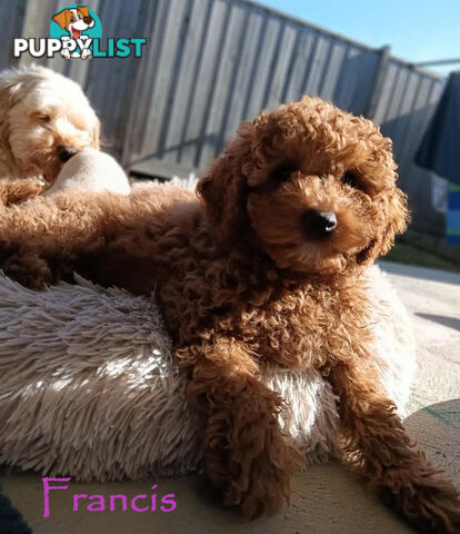Last Girl Left!! Clear DNA 2nd Gen Toy Cavoodle Pup, Croydon  VIC 3136