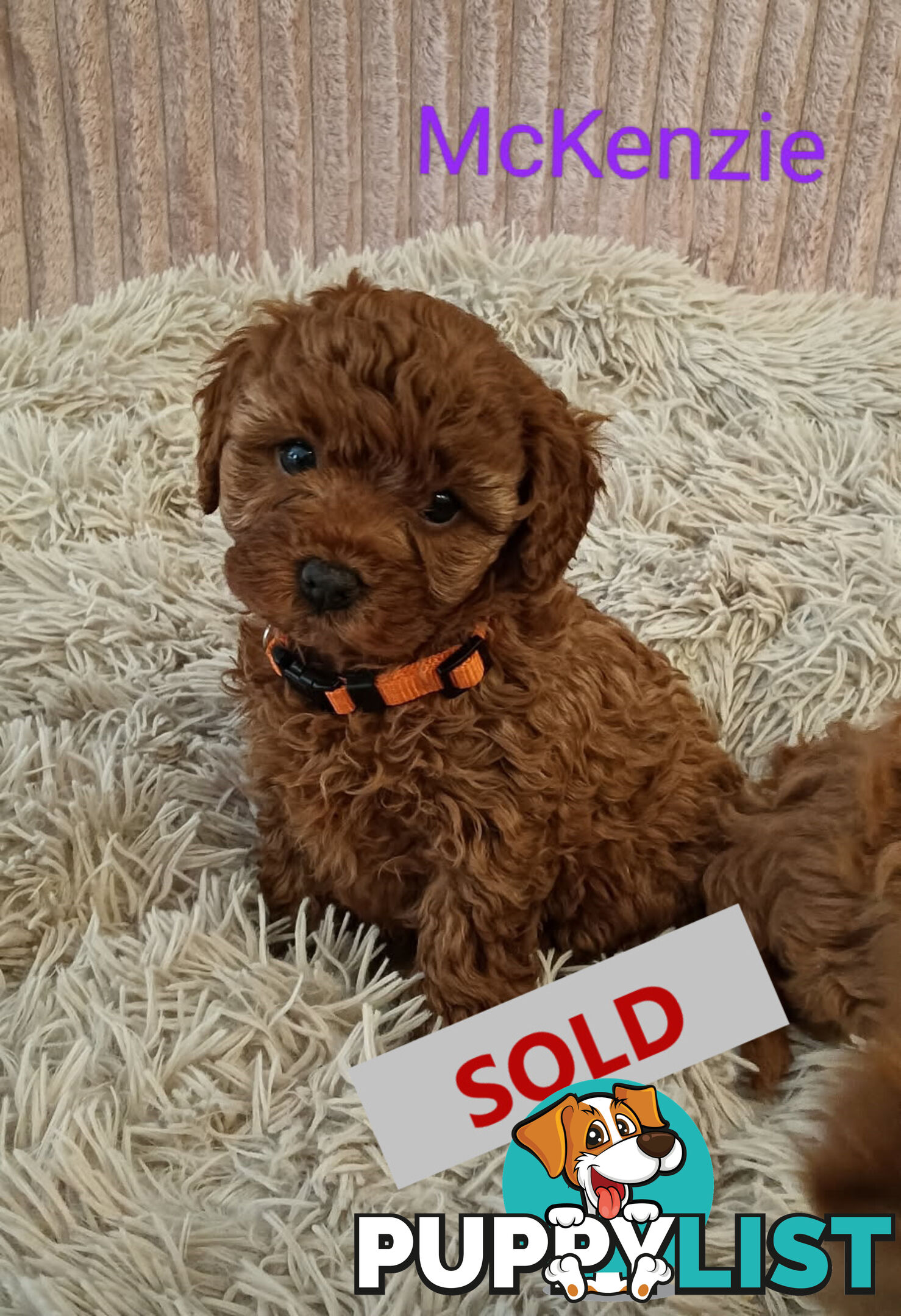Last Girl Left!! Clear DNA 2nd Gen Toy Cavoodle Pup, Croydon  VIC 3136