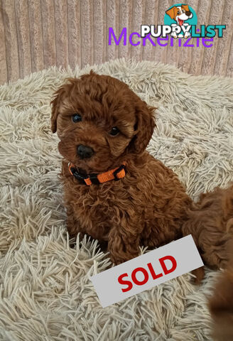 Last Girl Left!! Clear DNA 2nd Gen Toy Cavoodle Pup, Croydon  VIC 3136