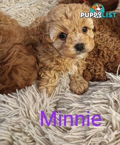 Last Girl Left!! Clear DNA 2nd Gen Toy Cavoodle Pup, Croydon  VIC 3136