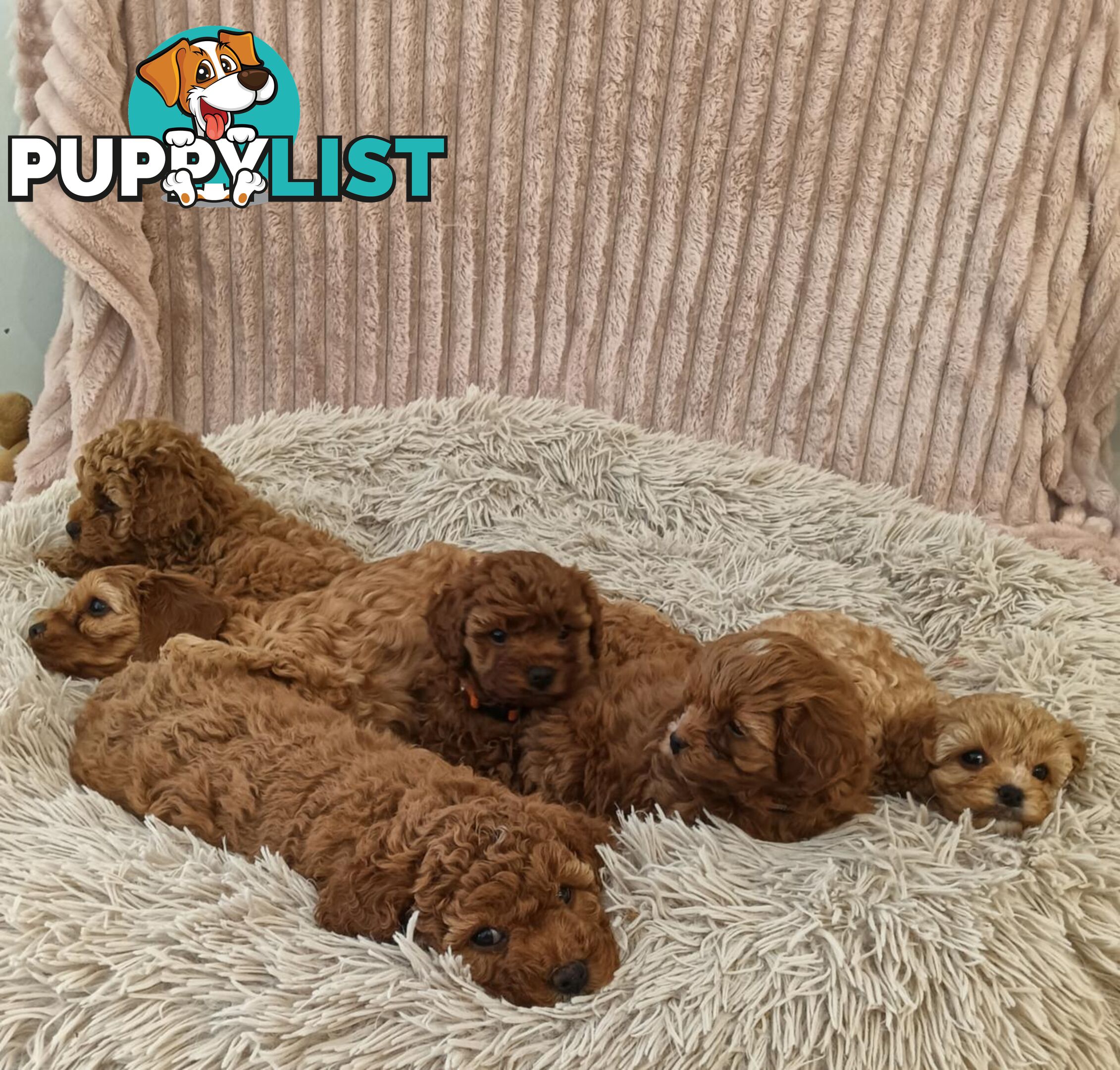 Last Girl Left!! Clear DNA 2nd Gen Toy Cavoodle Pup, Croydon  VIC 3136