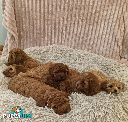 Last Girl Left!! Clear DNA 2nd Gen Toy Cavoodle Pup, Croydon  VIC 3136