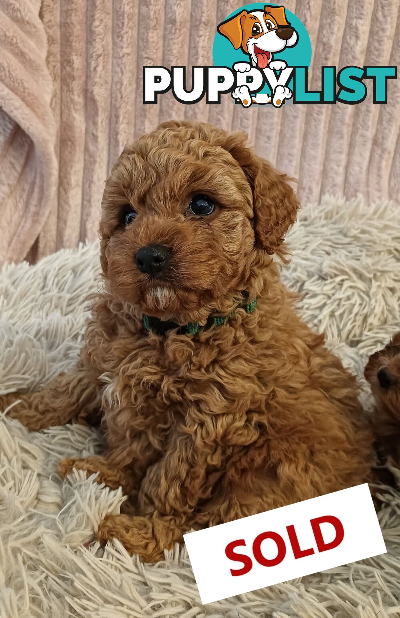 Last Girl Left!! Clear DNA 2nd Gen Toy Cavoodle Pup, Croydon  VIC 3136