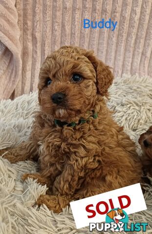 Last Girl Left!! Clear DNA 2nd Gen Toy Cavoodle Pup, Croydon  VIC 3136