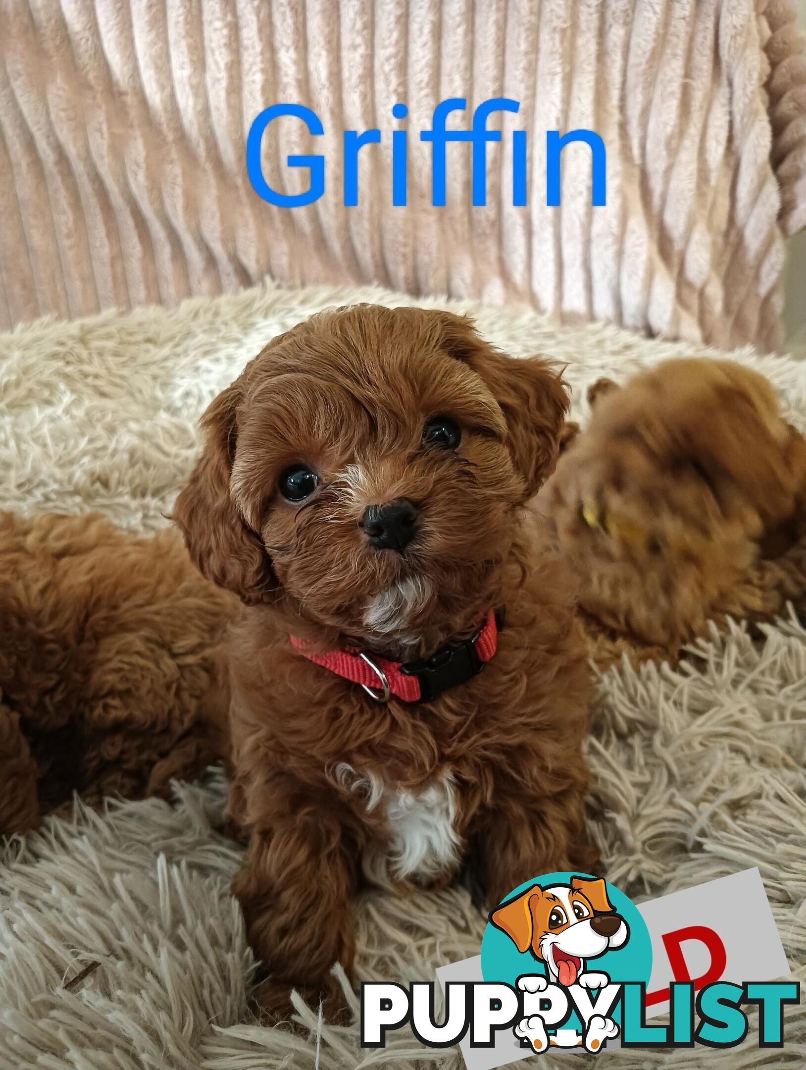 Last Girl Left!! Clear DNA 2nd Gen Toy Cavoodle Pup, Croydon  VIC 3136