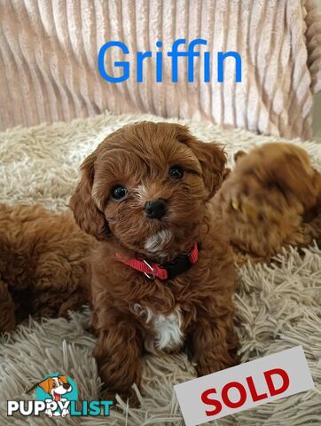 Last Girl Left!! Clear DNA 2nd Gen Toy Cavoodle Pup, Croydon  VIC 3136