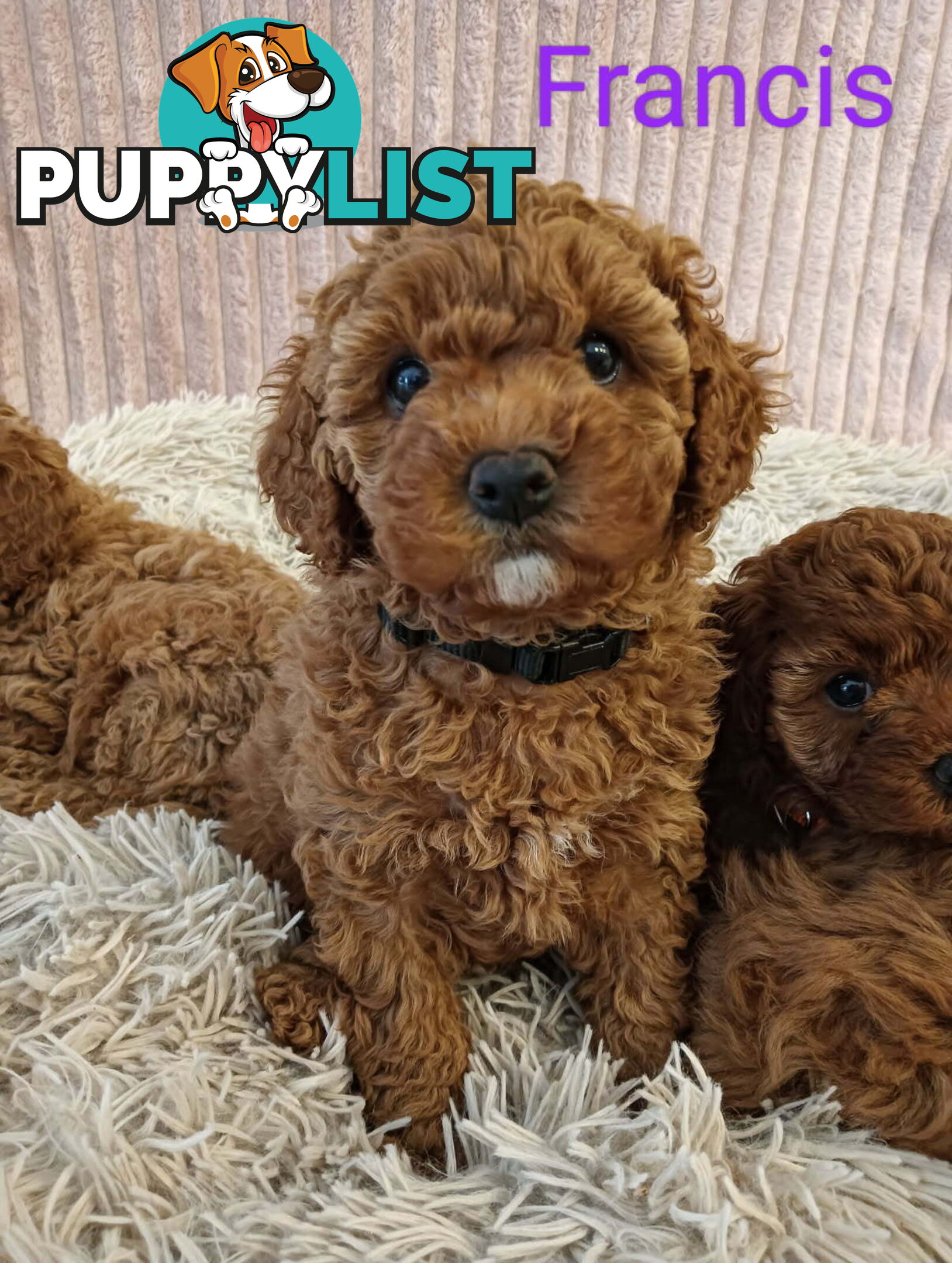 Last Girl Left!! Clear DNA 2nd Gen Toy Cavoodle Pup, Croydon  VIC 3136