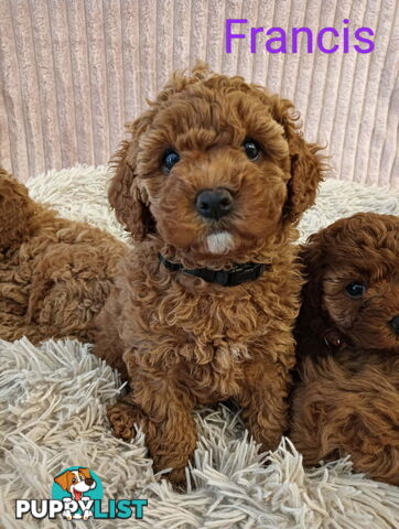 Last Girl Left!! Clear DNA 2nd Gen Toy Cavoodle Pup, Croydon  VIC 3136