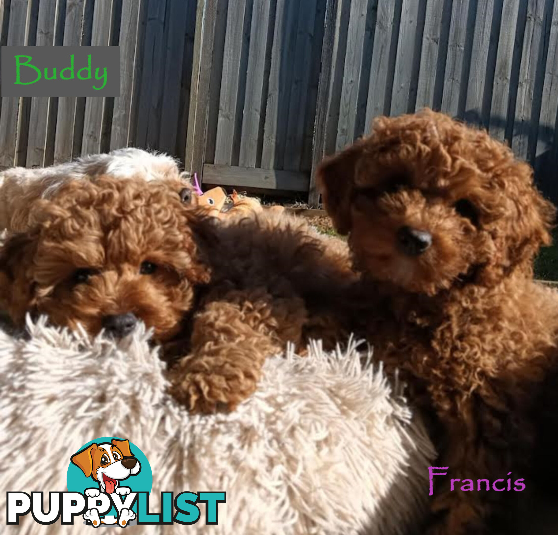 Last Girl Left!! Clear DNA 2nd Gen Toy Cavoodle Pup, Croydon  VIC 3136