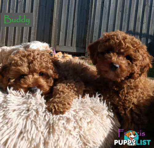 Last Girl Left!! Clear DNA 2nd Gen Toy Cavoodle Pup, Croydon  VIC 3136