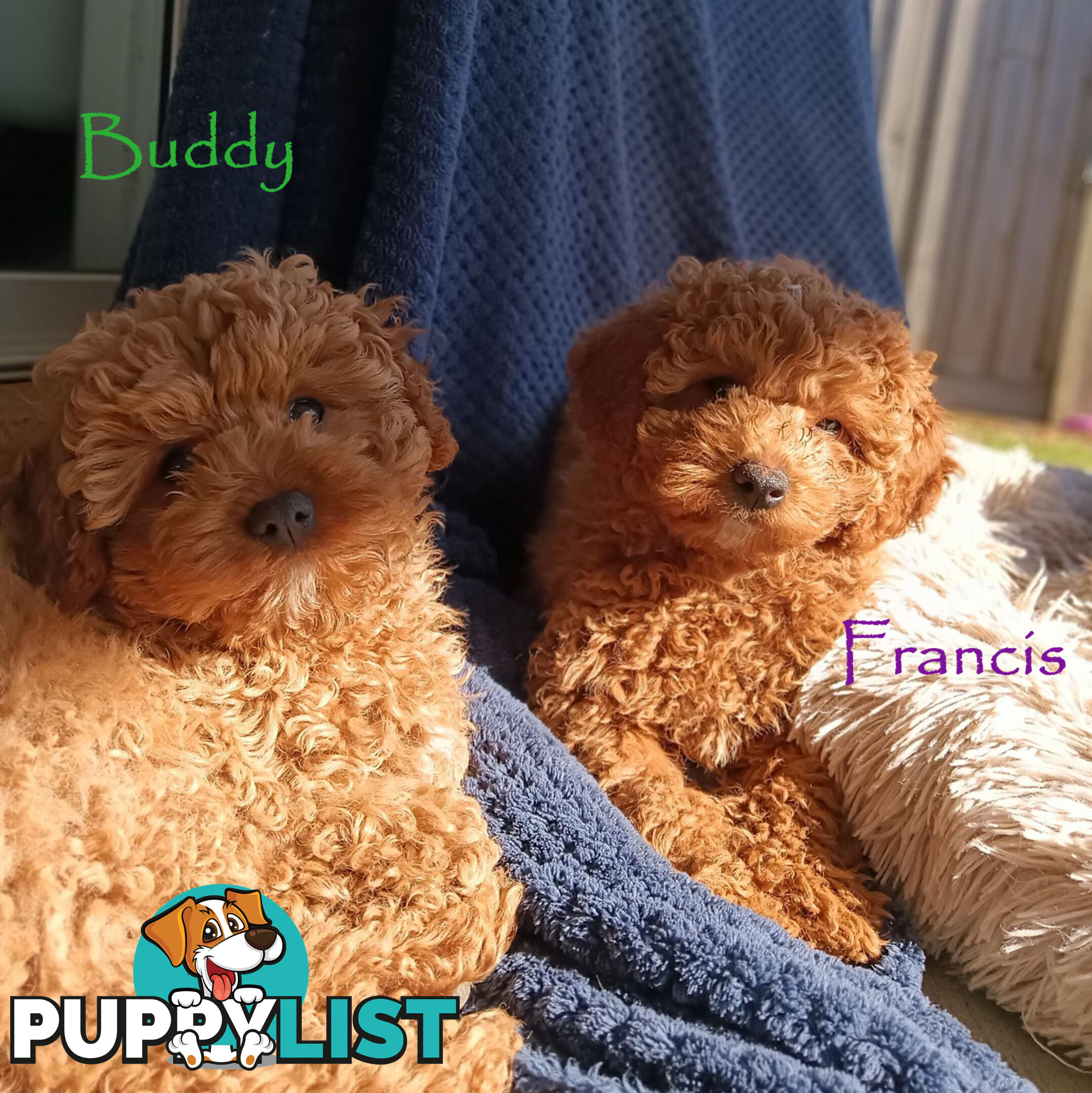 Last Girl Left!! Clear DNA 2nd Gen Toy Cavoodle Pup, Croydon  VIC 3136