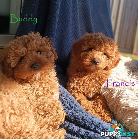 Last Girl Left!! Clear DNA 2nd Gen Toy Cavoodle Pup, Croydon  VIC 3136