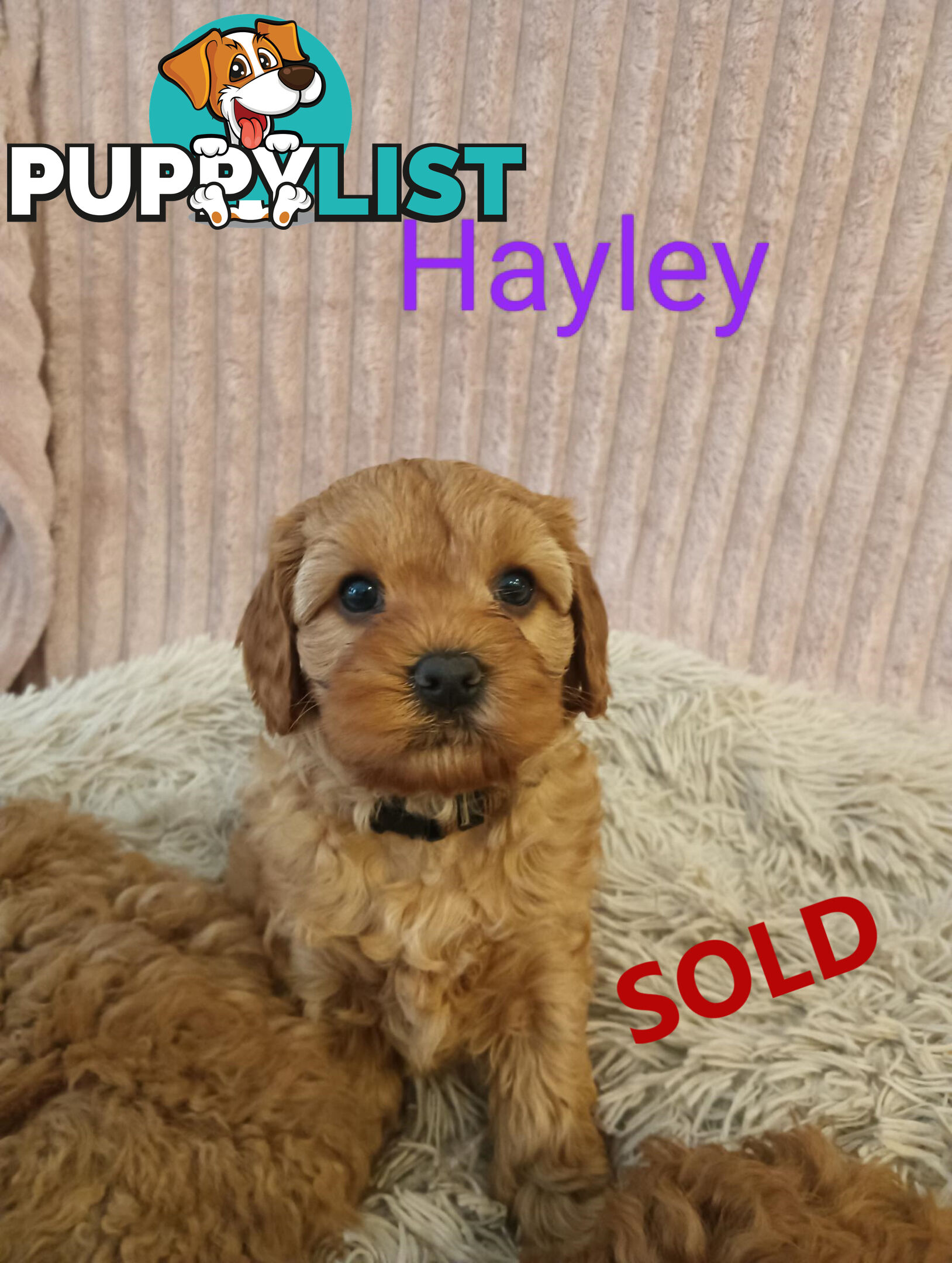 Last Girl Left!! Clear DNA 2nd Gen Toy Cavoodle Pup, Croydon  VIC 3136