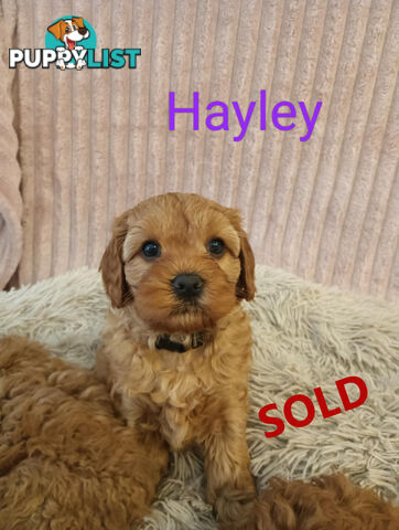 Last Girl Left!! Clear DNA 2nd Gen Toy Cavoodle Pup, Croydon  VIC 3136
