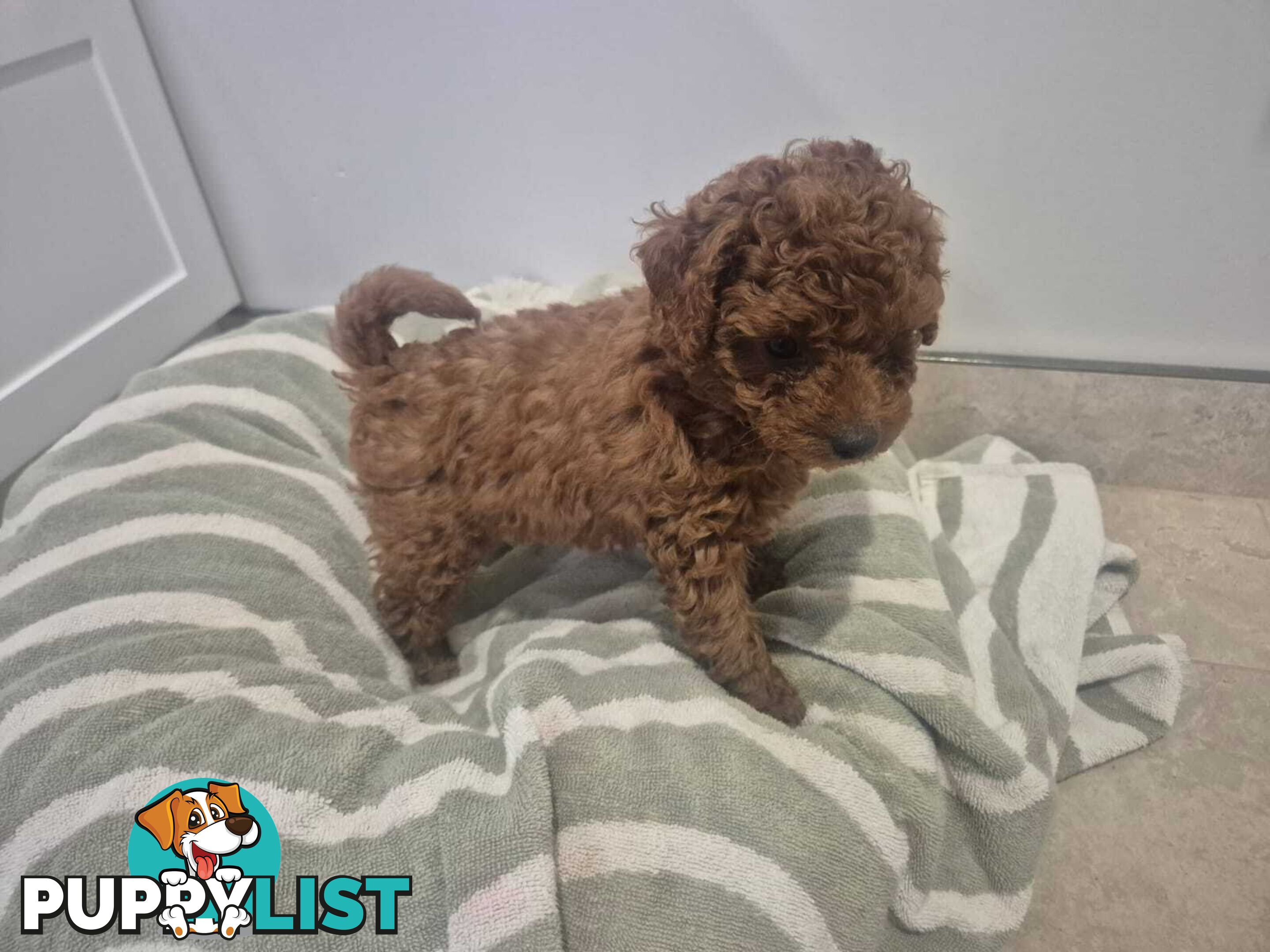 Purebred Red Toy Poodle Pups, Clear DNA, Breeders Health Guarantee Location Sunbury 3429