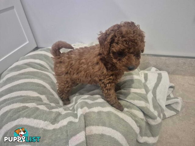Purebred Red Toy Poodle Pups, Clear DNA, Breeders Health Guarantee Location Sunbury 3429