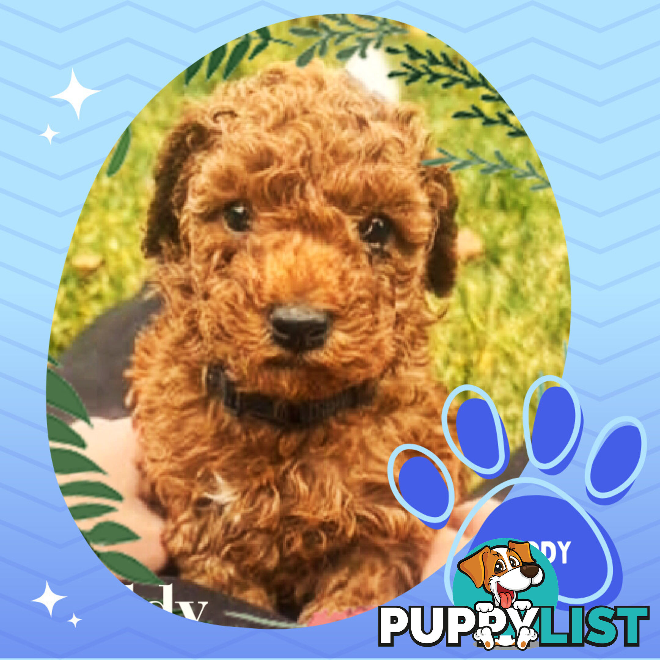 Purebred Red Toy Poodle Pups, Clear DNA, Breeders Health Guarantee Location Sunbury 3429