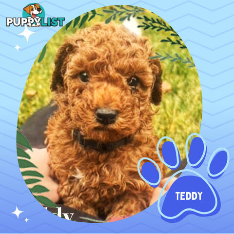 Purebred Red Toy Poodle Pups, Clear DNA, Breeders Health Guarantee Location Sunbury 3429