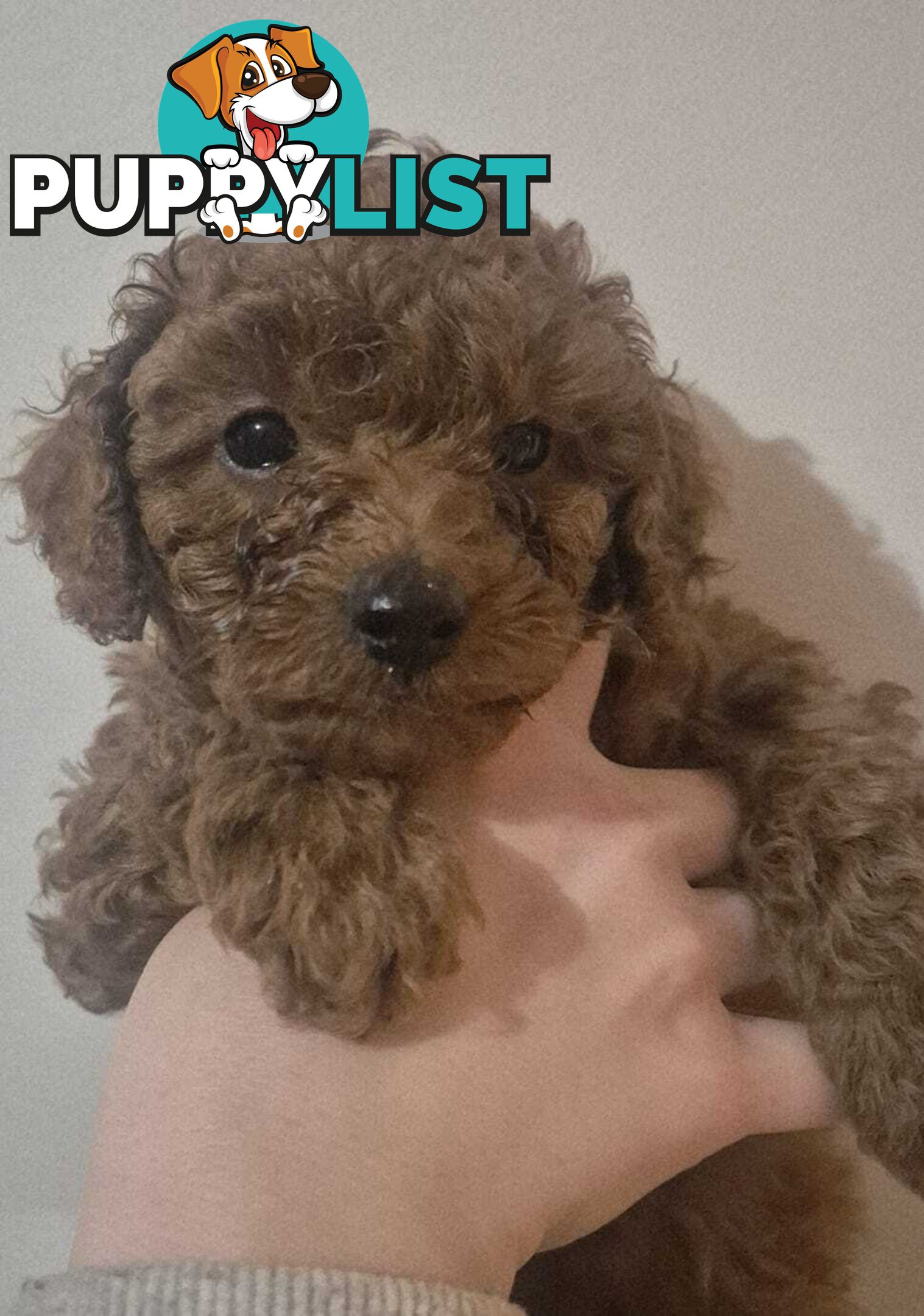 Purebred Red Toy Poodle Pups, Clear DNA, Breeders Health Guarantee Location Sunbury 3429