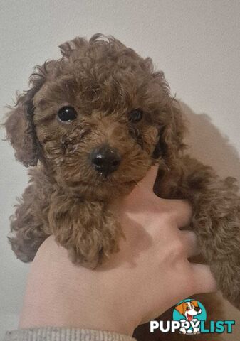 Purebred Red Toy Poodle Pups, Clear DNA, Breeders Health Guarantee Location Sunbury 3429
