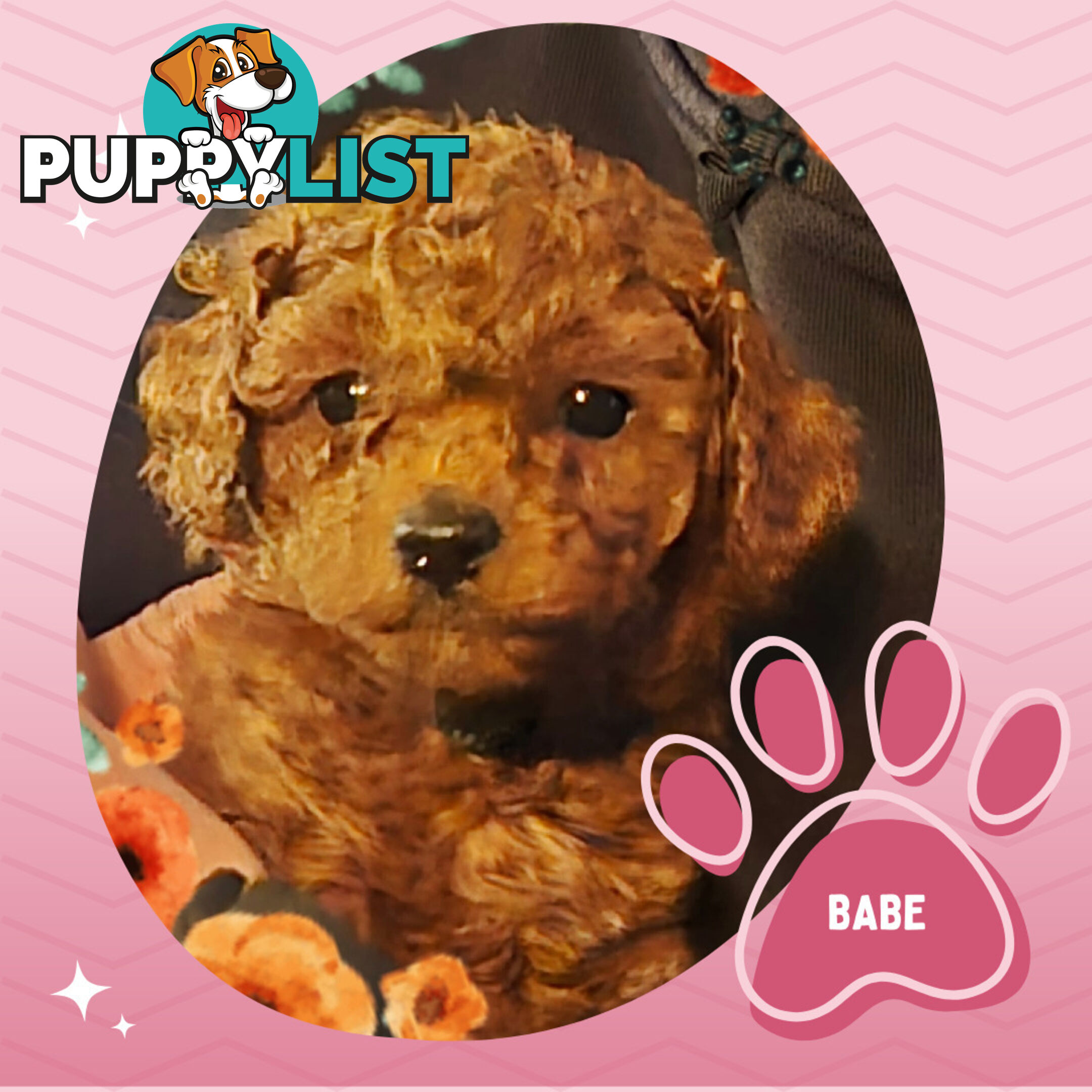 Purebred Red Toy Poodle Pups, Clear DNA, Breeders Health Guarantee Location Sunbury 3429
