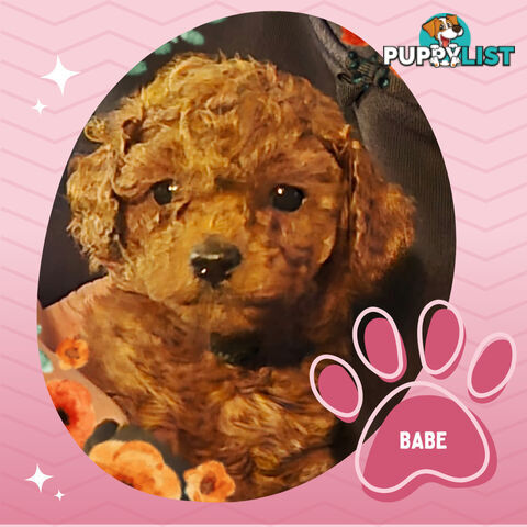 Purebred Red Toy Poodle Pups, Clear DNA, Breeders Health Guarantee Location Sunbury 3429