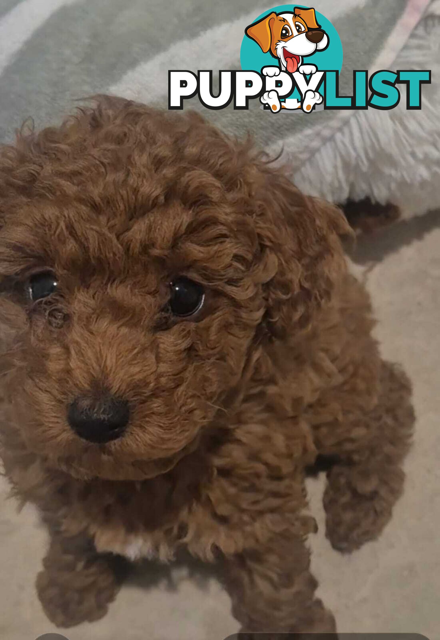 Purebred Red Toy Poodle Pups, Clear DNA, Breeders Health Guarantee Location Sunbury 3429