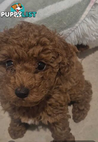 Purebred Red Toy Poodle Pups, Clear DNA, Breeders Health Guarantee Location Sunbury 3429