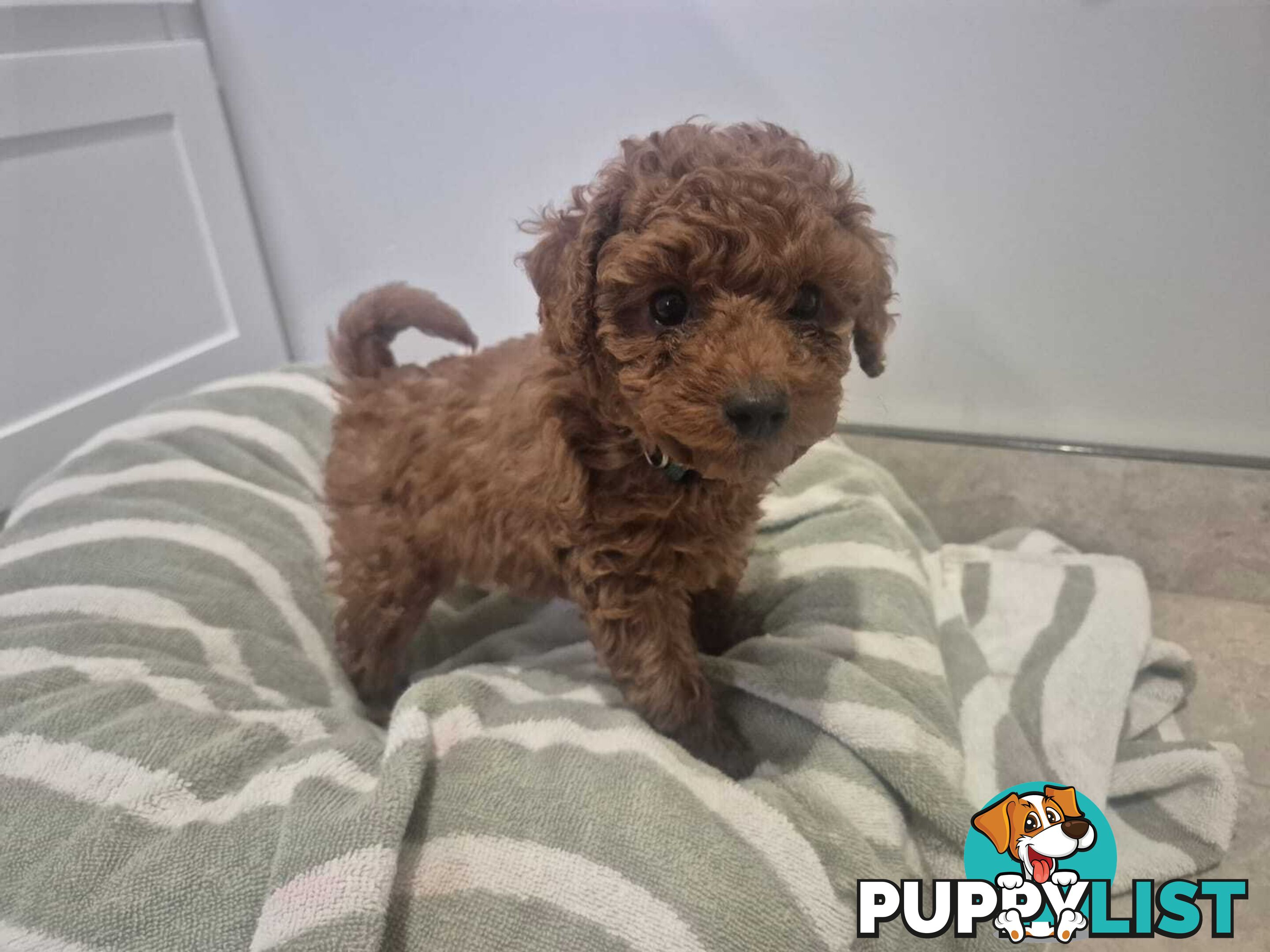 Purebred Red Toy Poodle Pups, Clear DNA, Breeders Health Guarantee Location Sunbury 3429