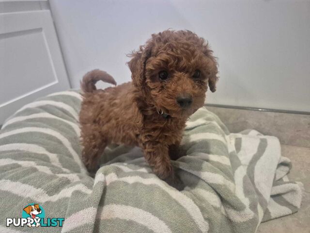 Purebred Red Toy Poodle Pups, Clear DNA, Breeders Health Guarantee Location Sunbury 3429
