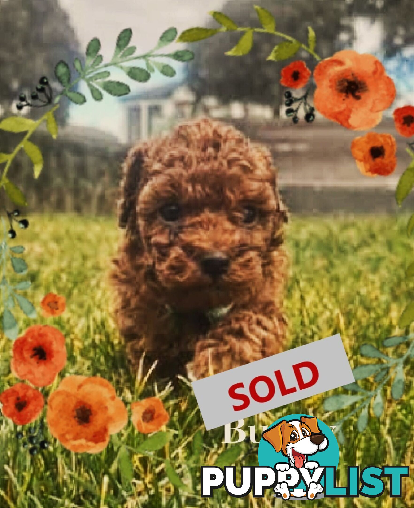 Purebred Red Toy Poodle Pups, Clear DNA, Breeders Health Guarantee Location Sunbury 3429