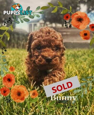 Purebred Red Toy Poodle Pups, Clear DNA, Breeders Health Guarantee Location Sunbury 3429