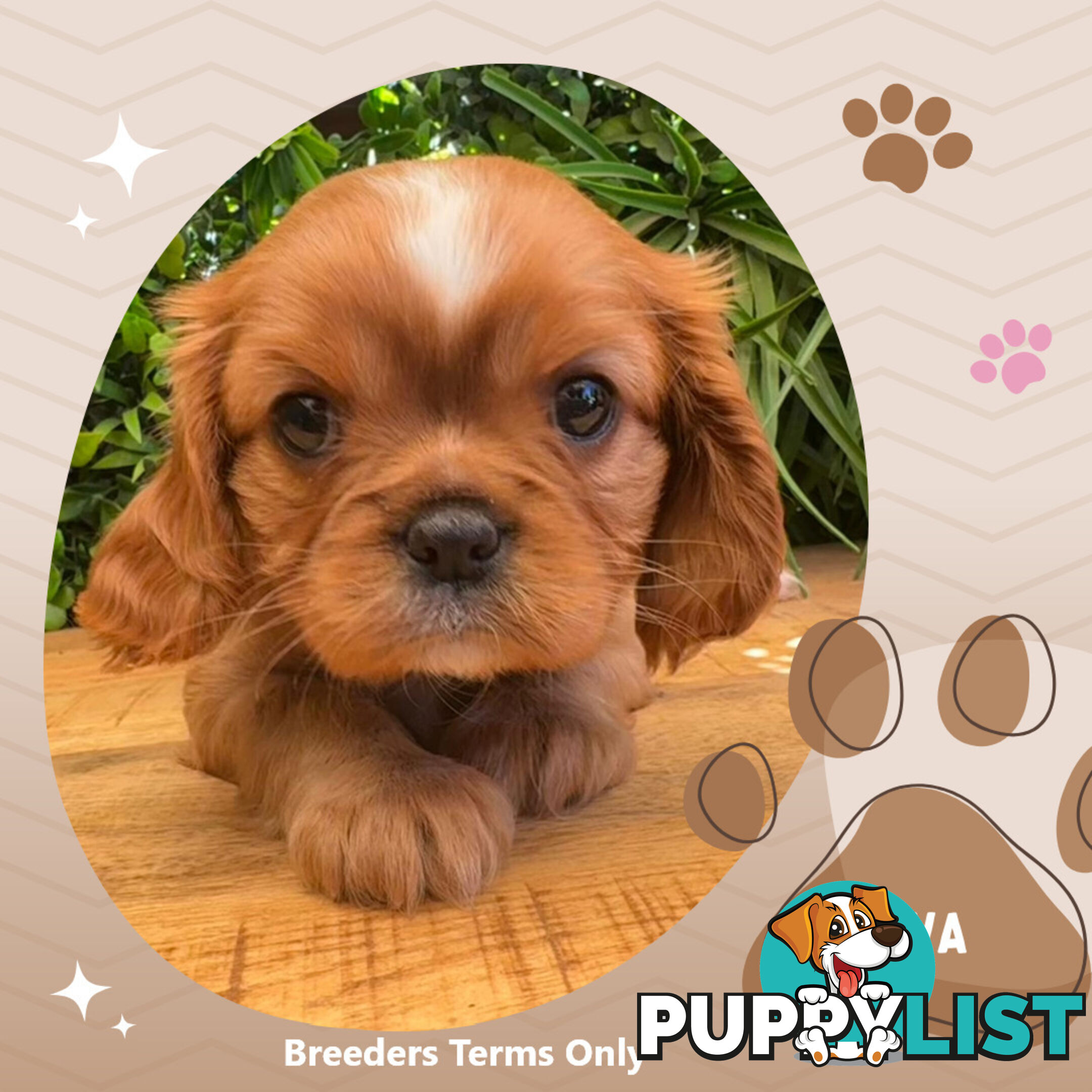 Purebred Female Cavalier King Charles Spaniel Puppies - Breeders Terms Only!