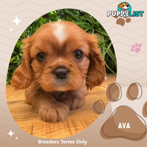 Purebred Female Cavalier King Charles Spaniel Puppies - Breeders Terms Only!