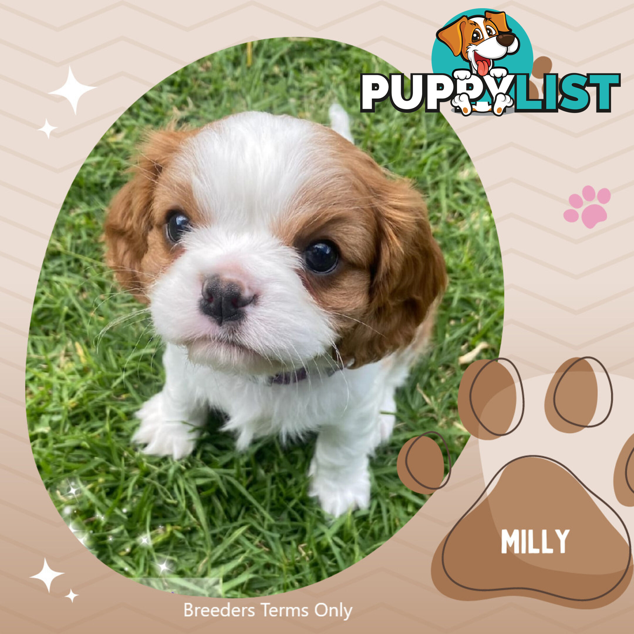 Purebred Female Cavalier King Charles Spaniel Puppies - Breeders Terms Only!