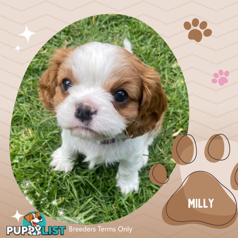 Purebred Female Cavalier King Charles Spaniel Puppies - Breeders Terms Only!