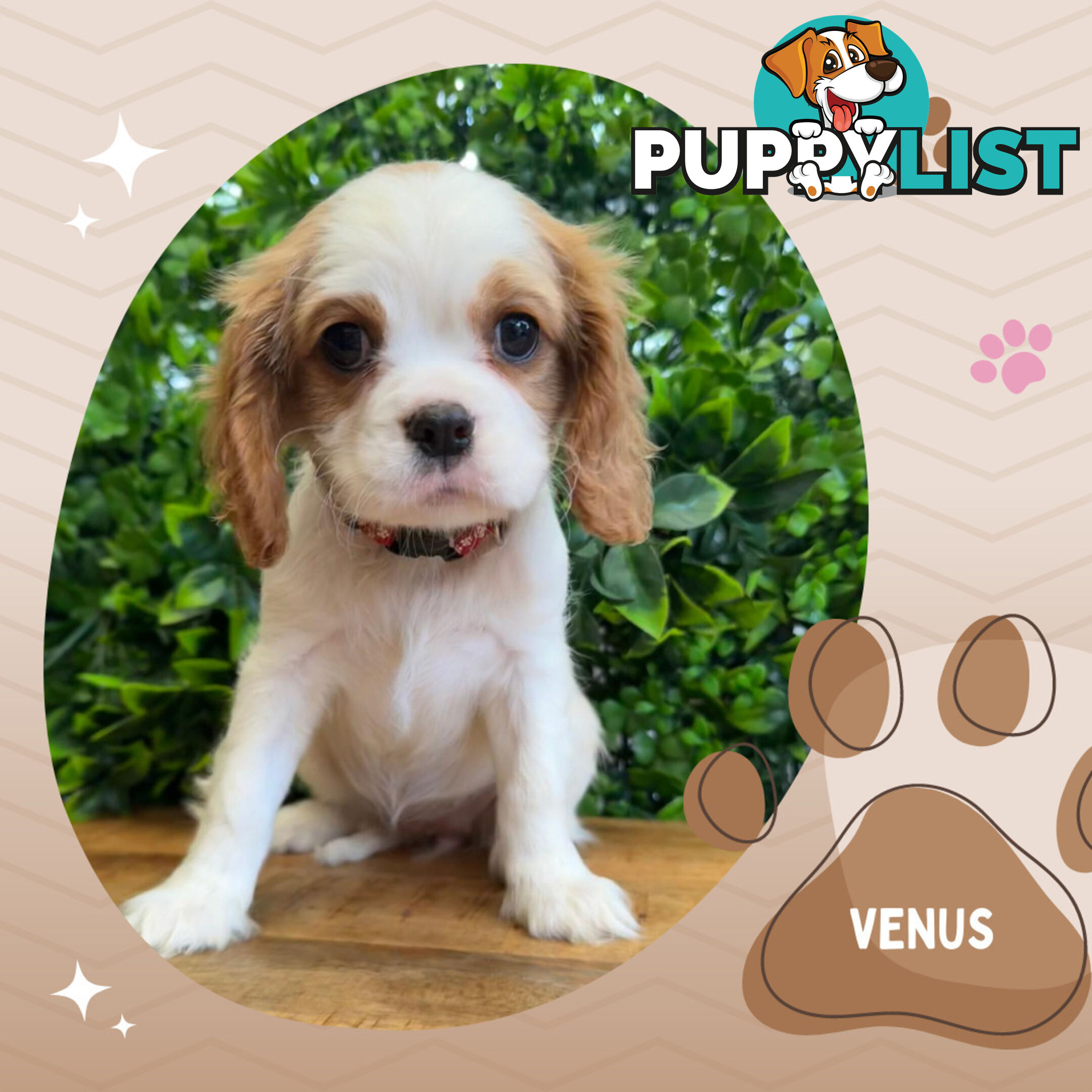 Purebred Female Cavalier King Charles Spaniel Puppies - Breeders Terms Only!