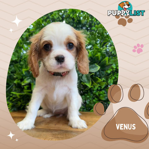 Purebred Female Cavalier King Charles Spaniel Puppies - Breeders Terms Only!