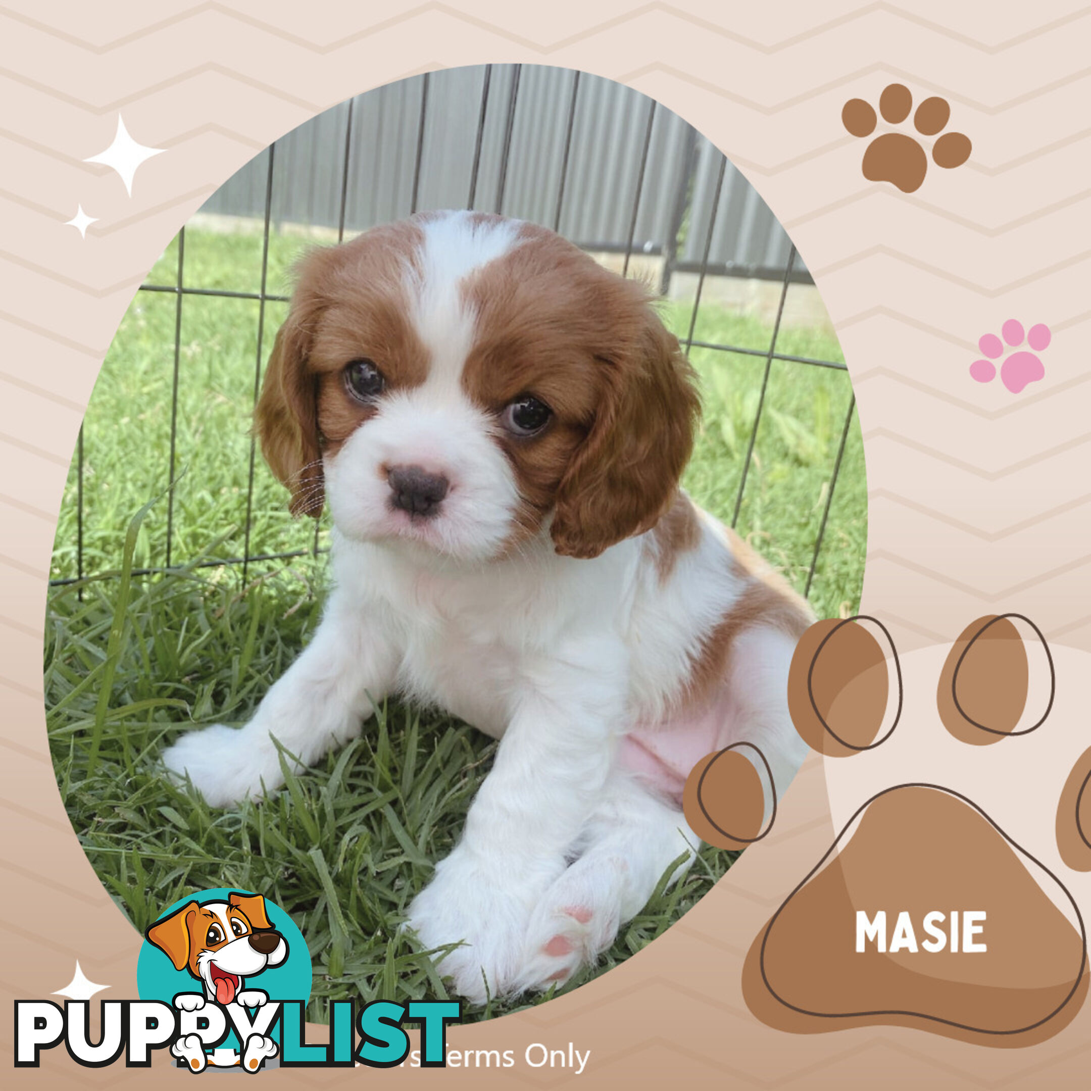 Purebred Female Cavalier King Charles Spaniel Puppies - Breeders Terms Only!