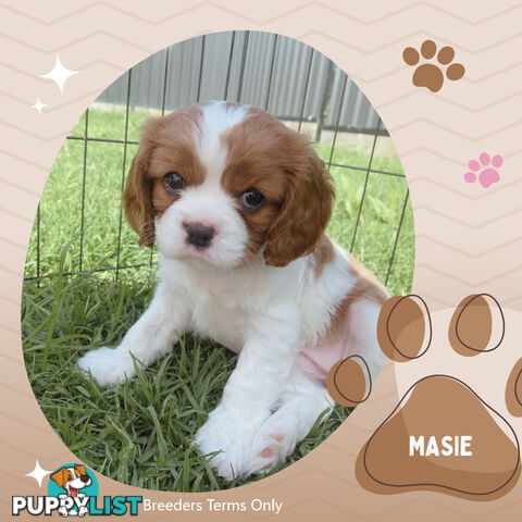 Purebred Female Cavalier King Charles Spaniel Puppies - Breeders Terms Only!