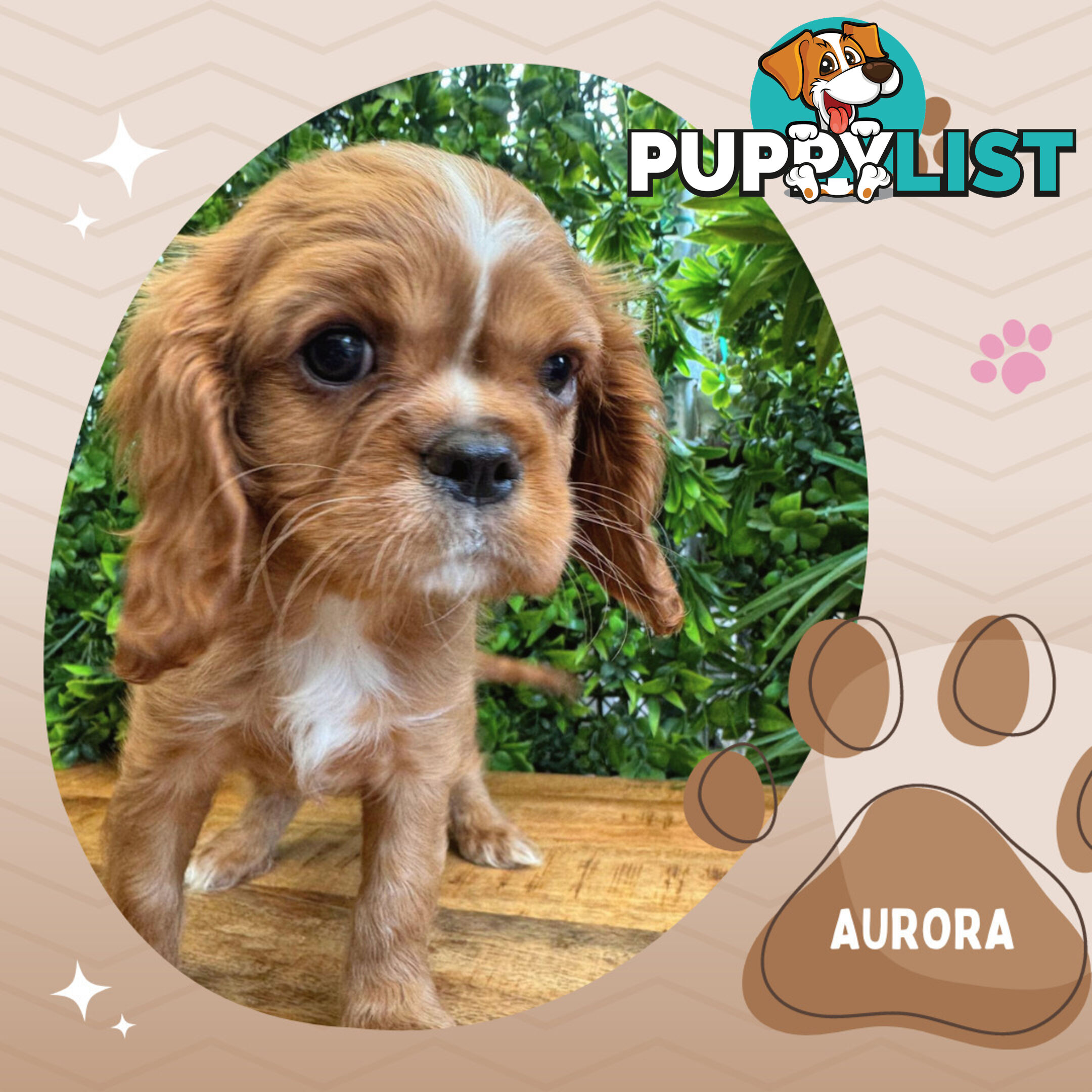 Purebred Female Cavalier King Charles Spaniel Puppies - Breeders Terms Only!