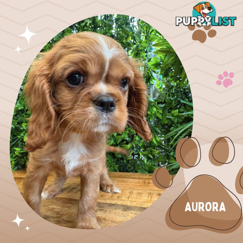 Purebred Female Cavalier King Charles Spaniel Puppies - Breeders Terms Only!